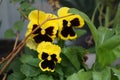 The garden pansy, Viola Ãâ wittrockiana, is a type of large-flowered hybrid plant cultivated as a garden flower. Berlin, Germany